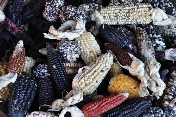 Alguns dos muitos tipos de milho que existem no país, nas Salinas de Maras, no Valle Sagrado, perto de Cusco, no Peru